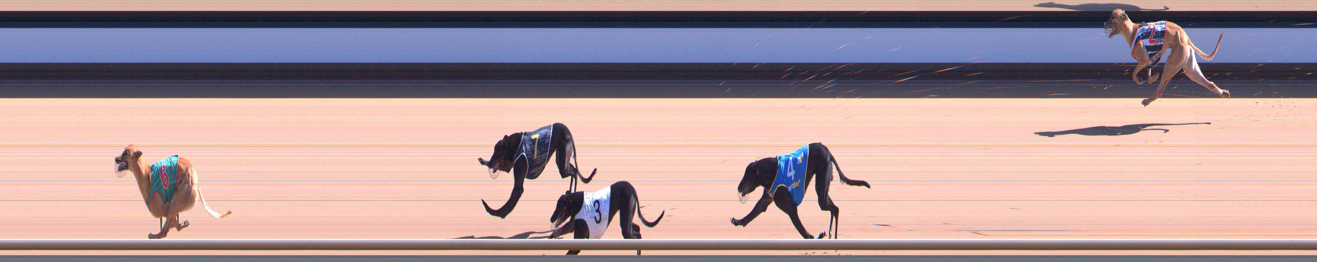 Photo finish for Healesville Race 5