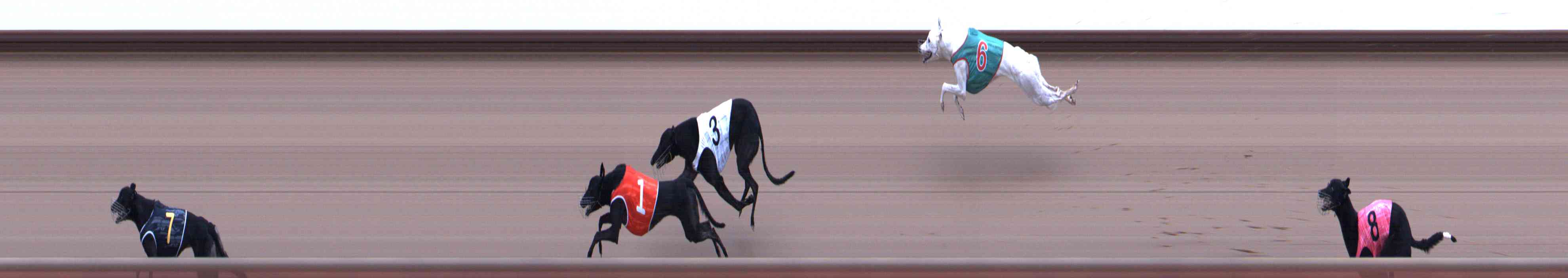 Photo finish for Healesville Race 11