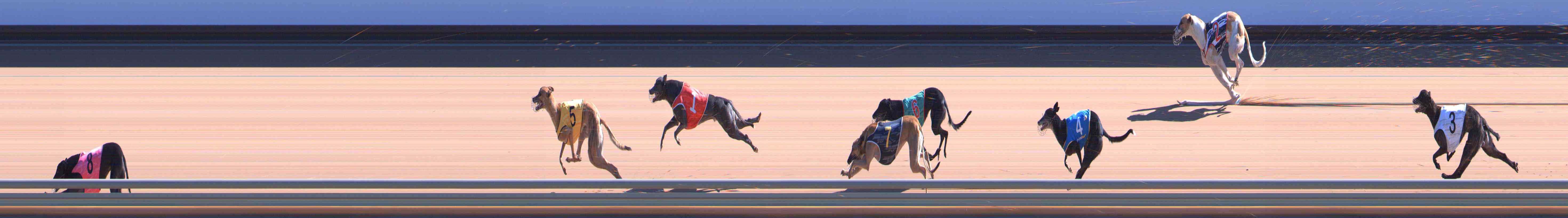 Photo finish for Healesville Race 6