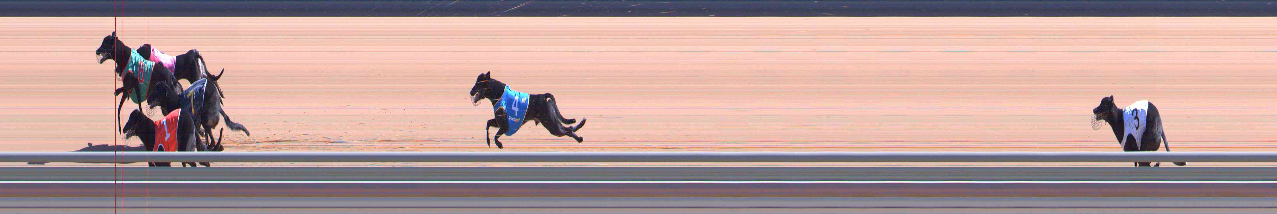 Photo finish for Healesville Race 5