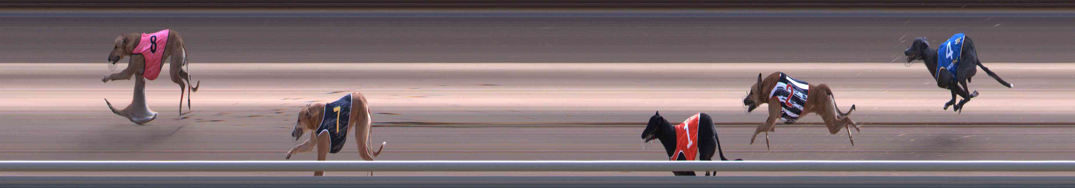 Photo finish for Healesville Race 10