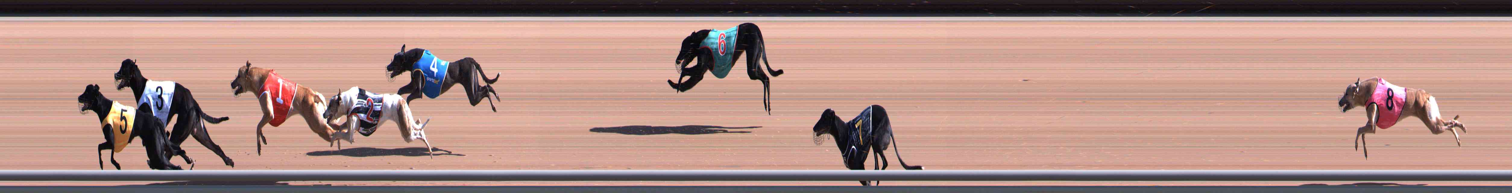 Photo finish for Healesville Race 2