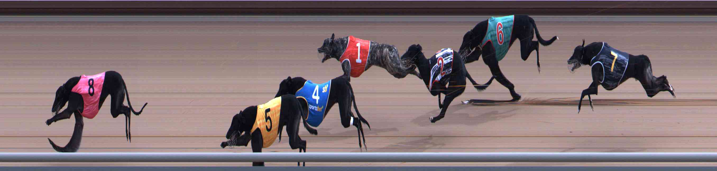 Photo finish for Healesville Race 8