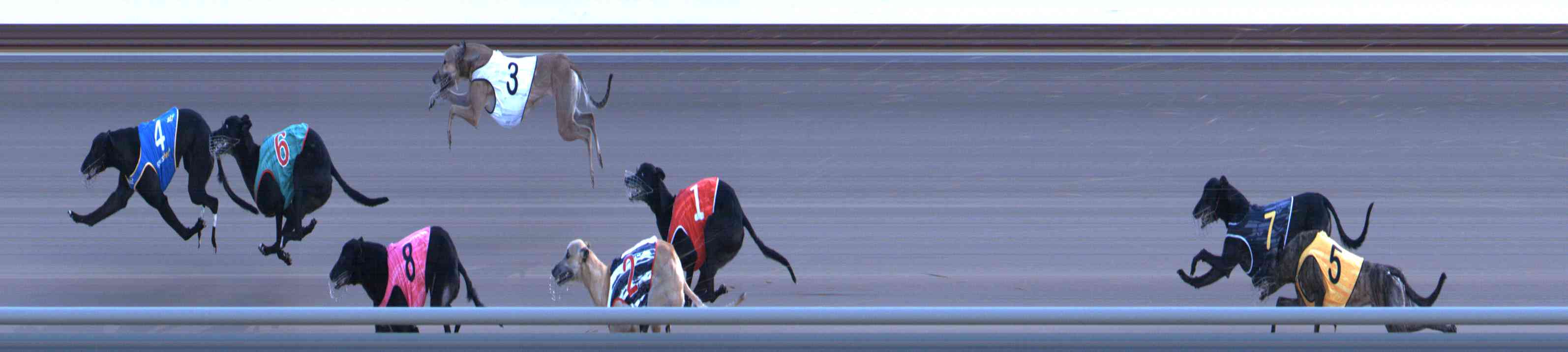 Photo finish for Healesville Race 12