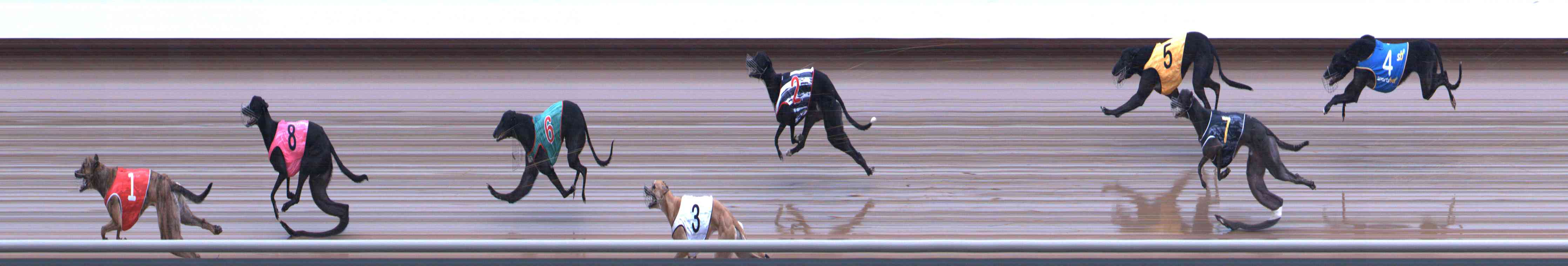 Photo finish for Healesville Race 2