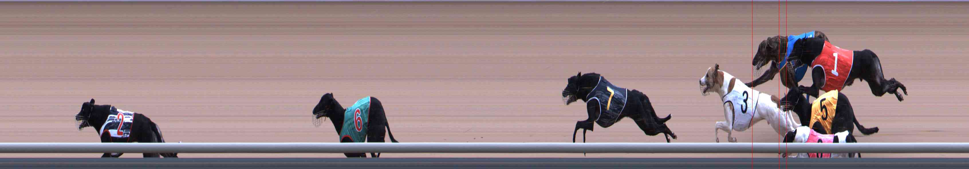 Photo finish for Healesville Race 8
