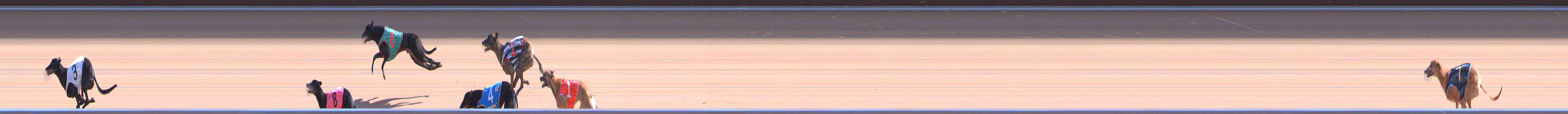 Photo finish for Healesville Race 8