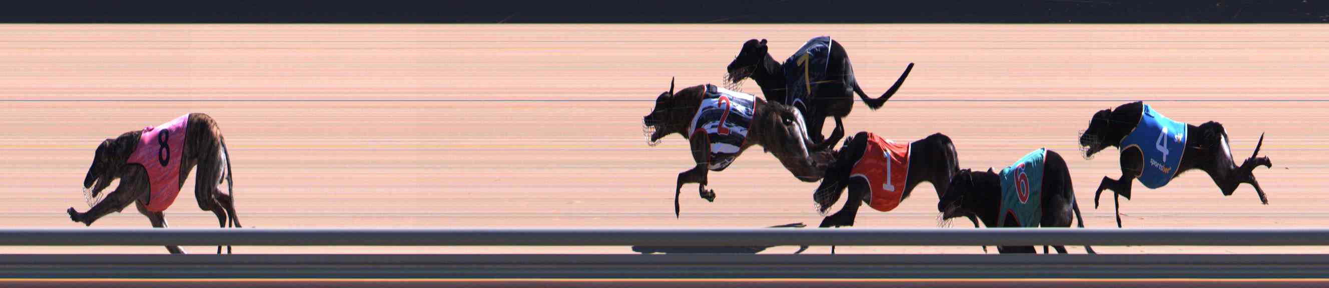Photo finish for Healesville Race 8
