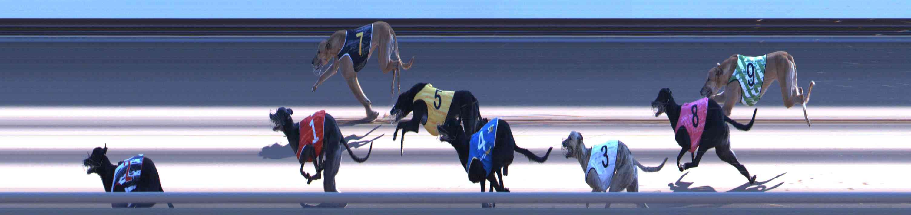 Photo finish for Healesville Race 12