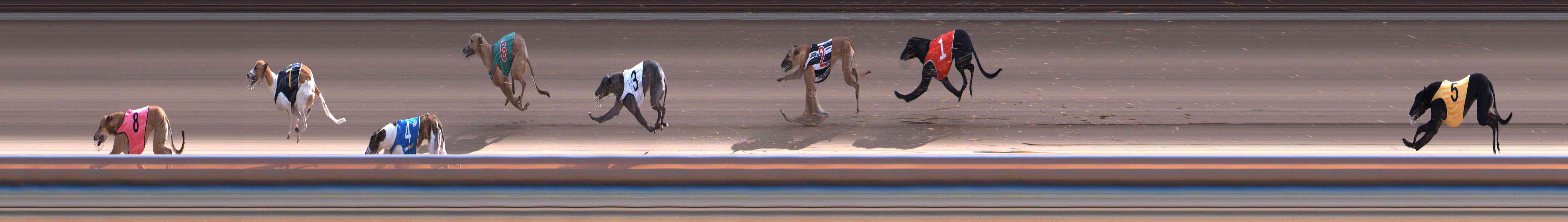 Photo finish for Healesville Race 9