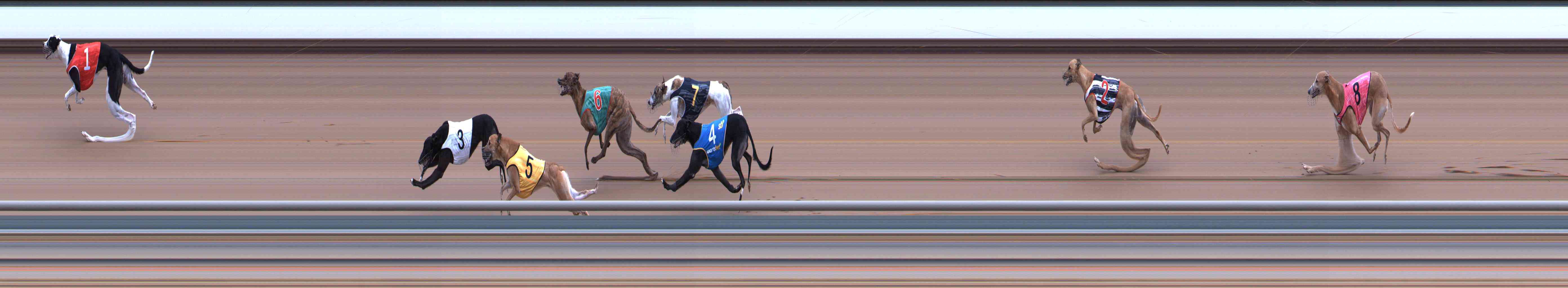 Photo finish for Healesville Race 8