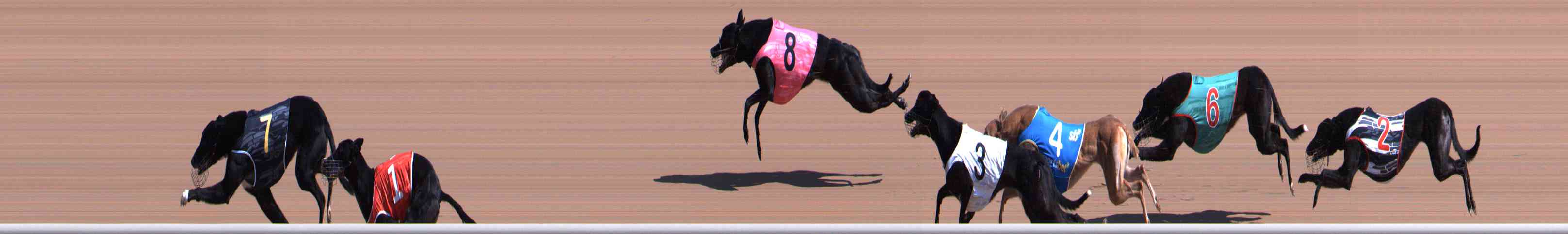 Photo finish for Healesville Race 1
