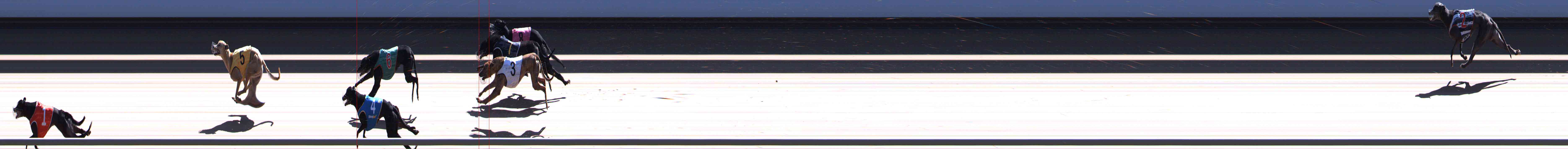 Photo finish for Healesville Race 12