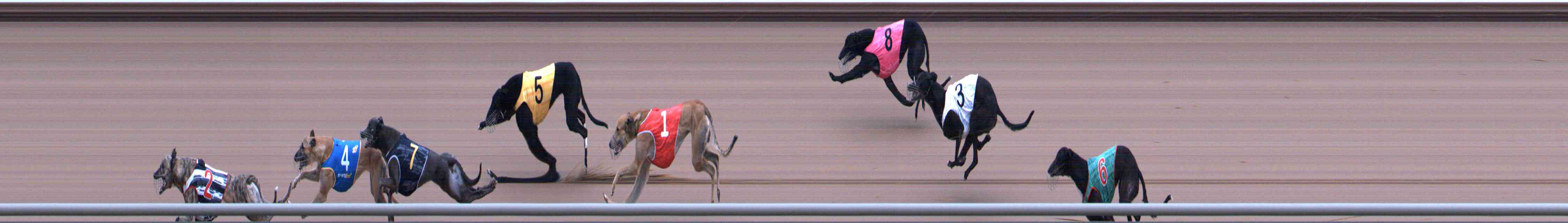 Photo finish for Healesville Race 4