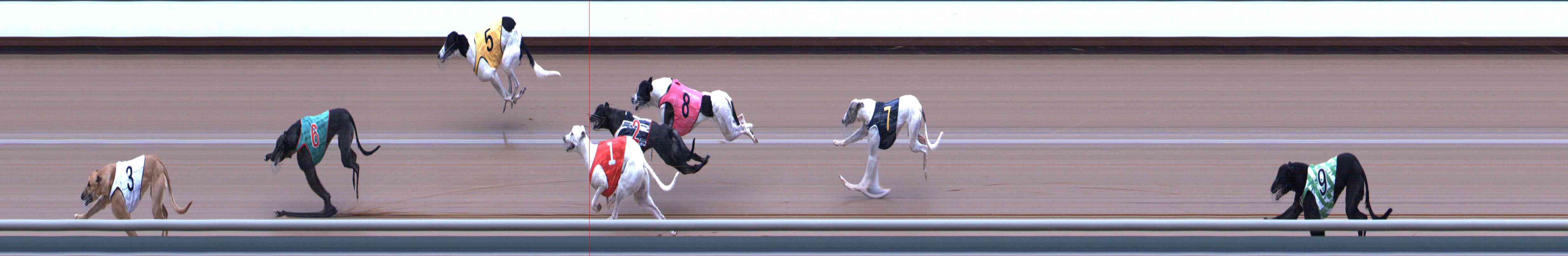 Photo finish for Healesville Race 12