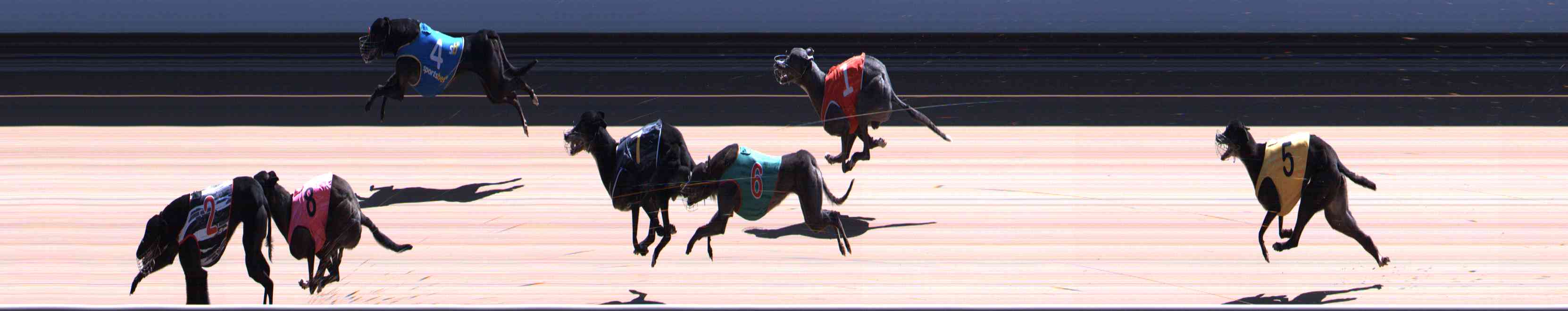 Photo finish for Healesville Race 11