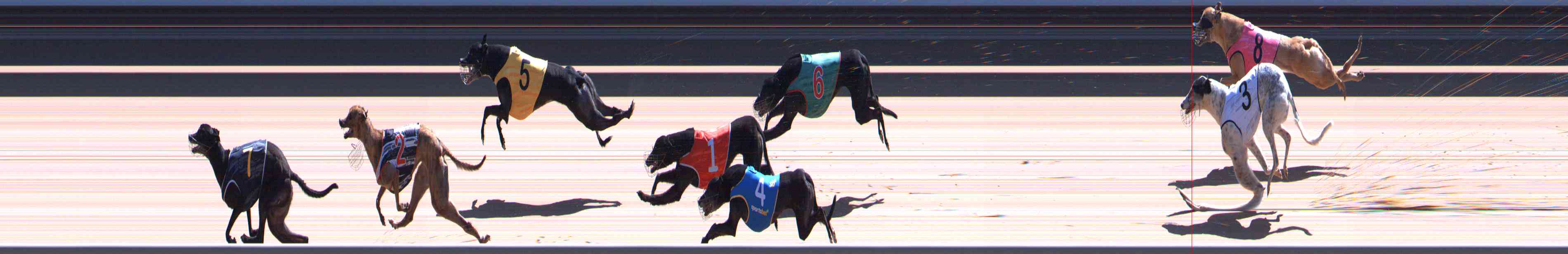 Photo finish for Healesville Race 12