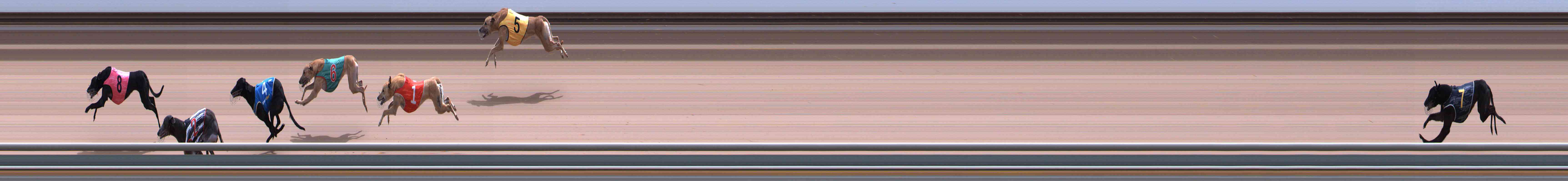 Photo finish for Healesville Race 11