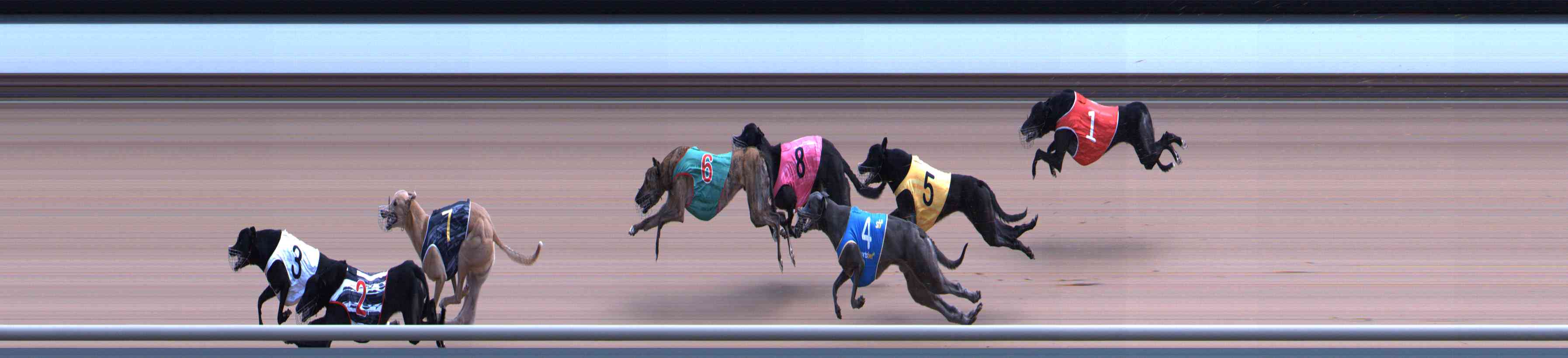 Photo finish for Healesville Race 5