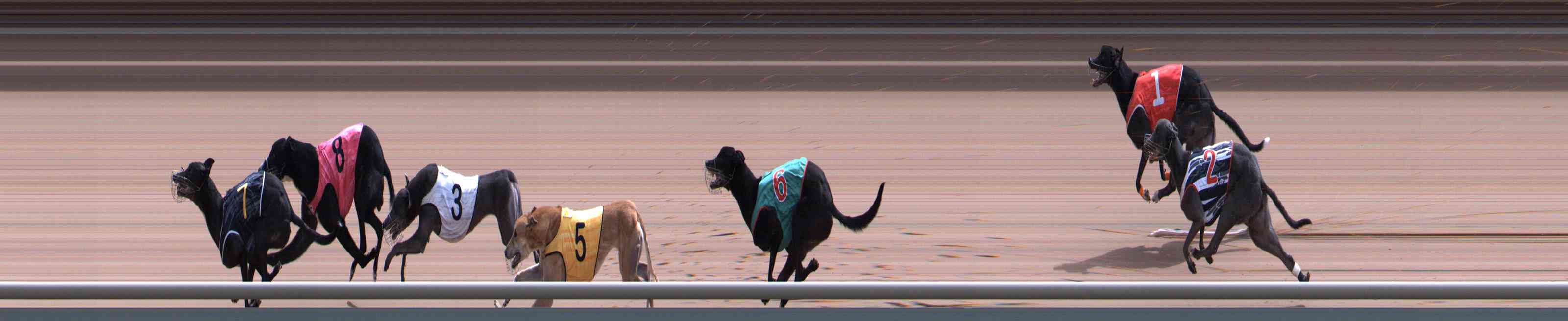 Photo finish for Healesville Race 9