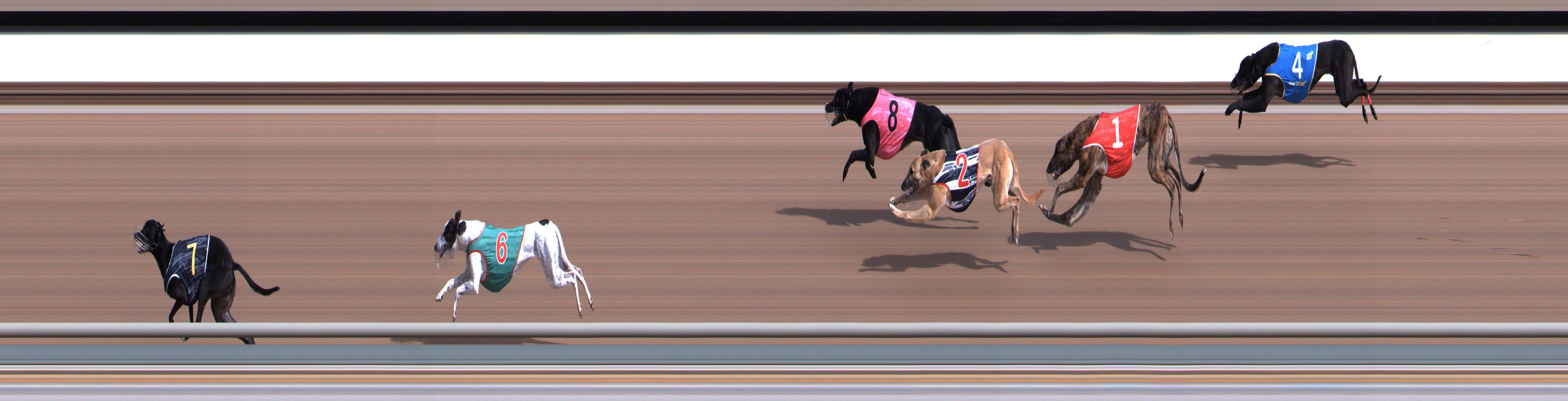 Photo finish for Healesville Race 2