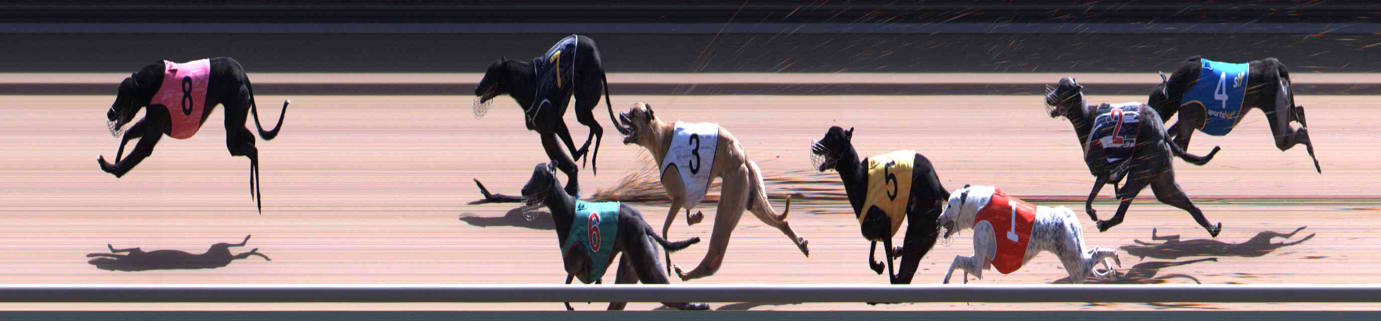 Photo finish for Healesville Race 11