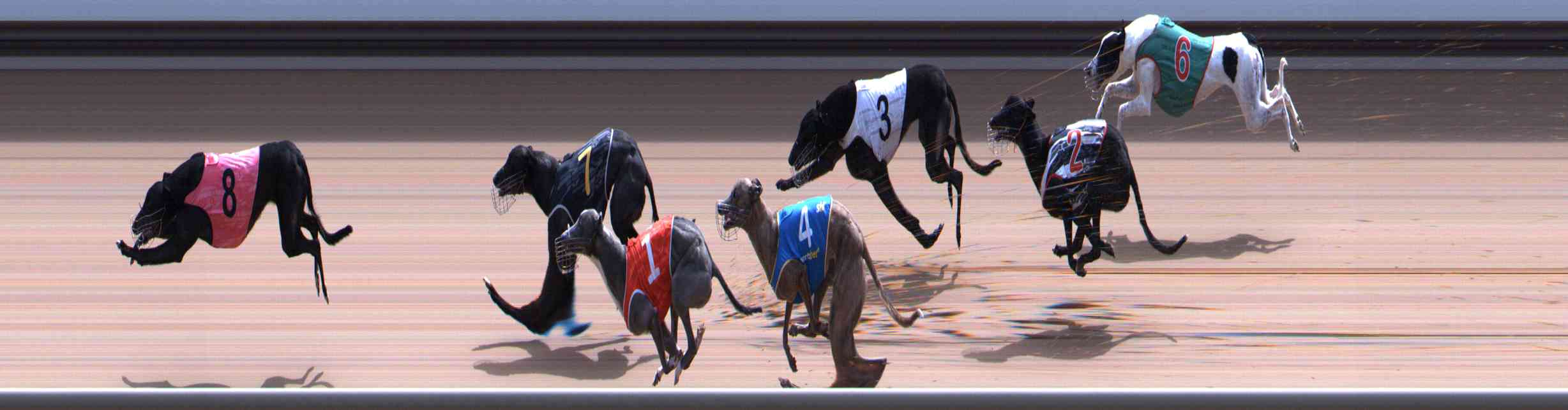 Photo finish for Healesville Race 12