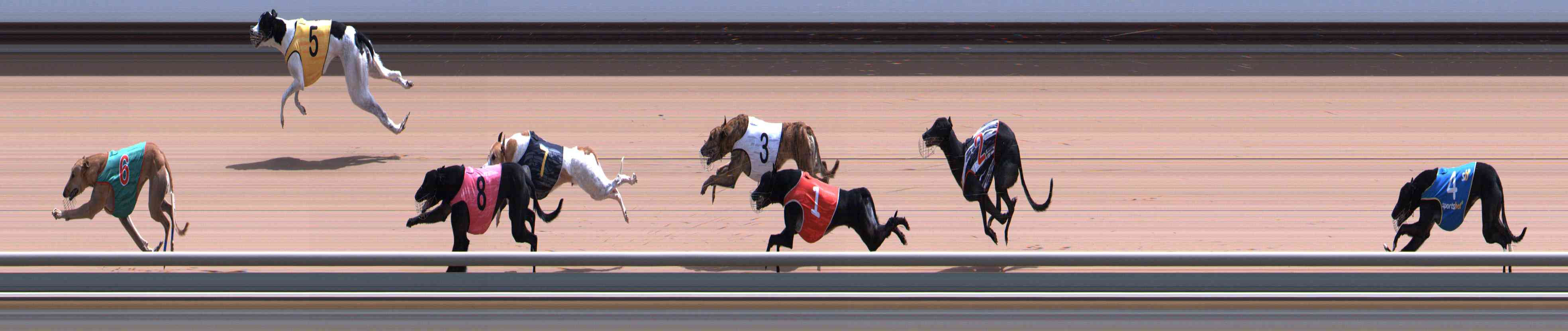 Photo finish for Healesville Race 8