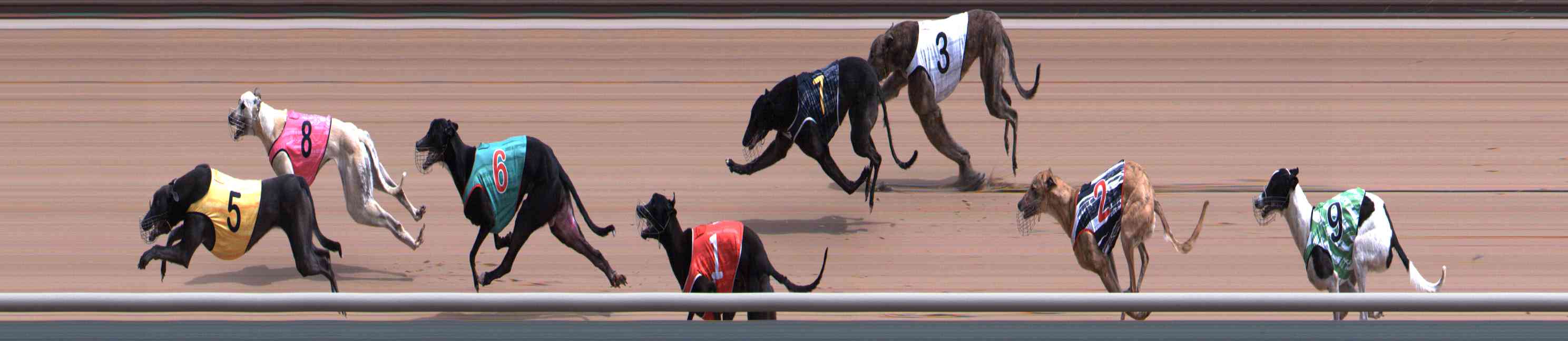 Photo finish for Healesville Race 5