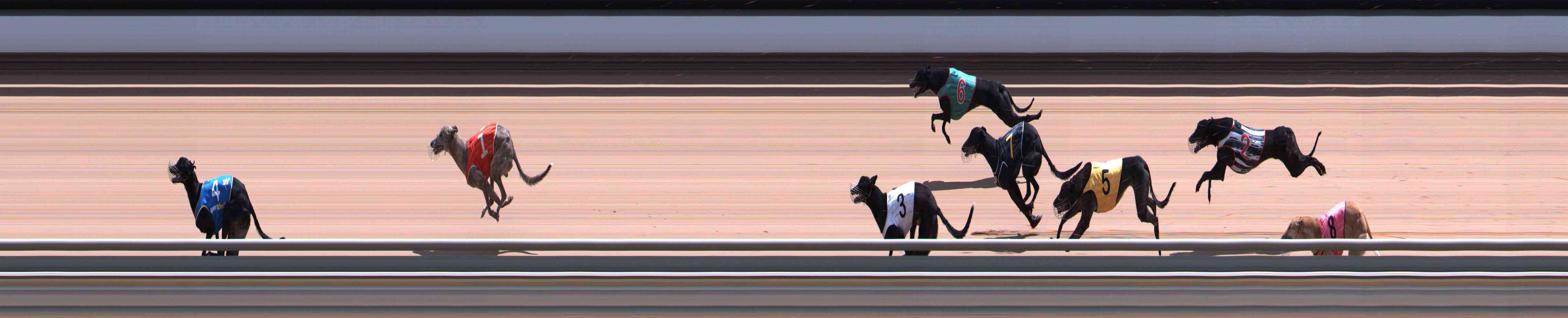 Photo finish for Healesville Race 9