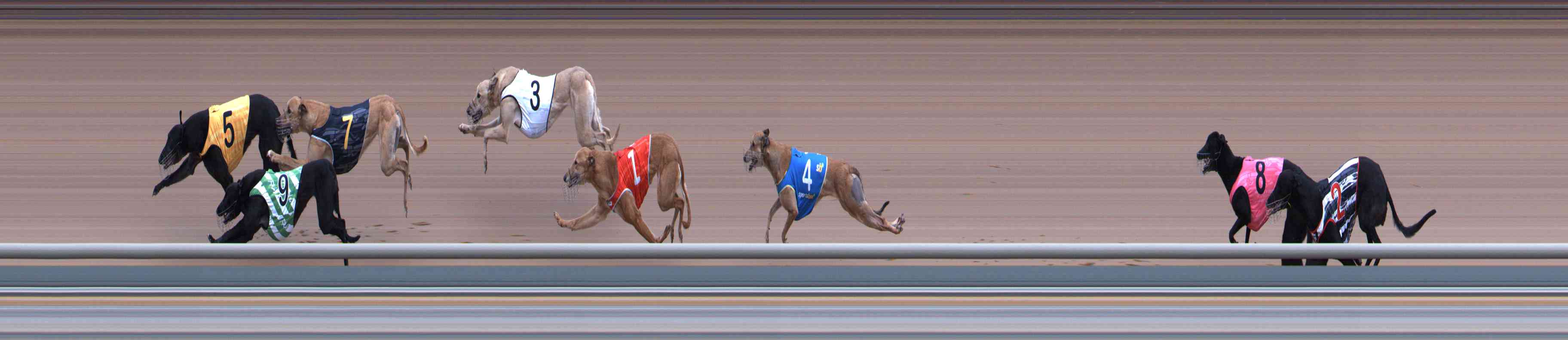 Photo finish for Healesville Race 4