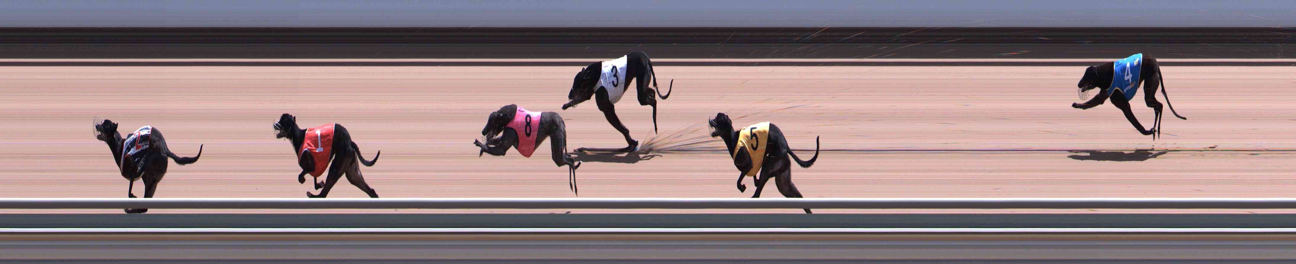 Photo finish for Healesville Race 10