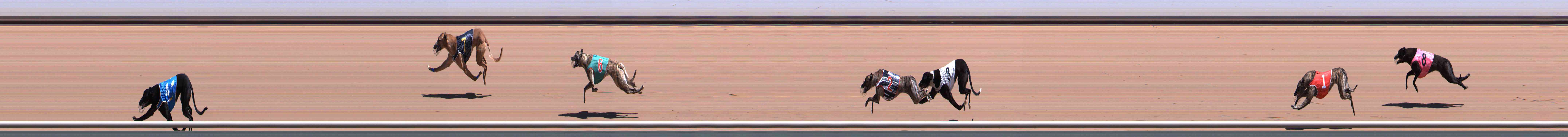 Photo finish for Healesville Race 2