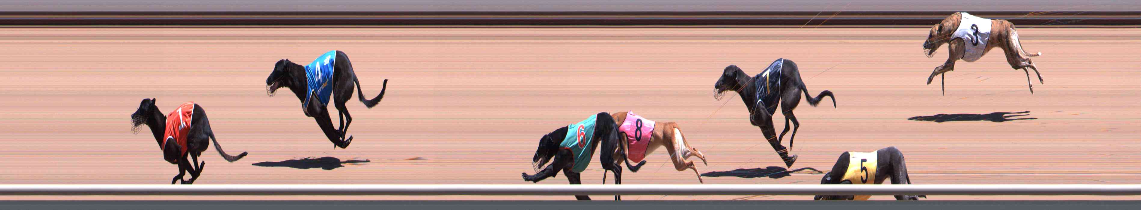 Photo finish for Healesville Race 5