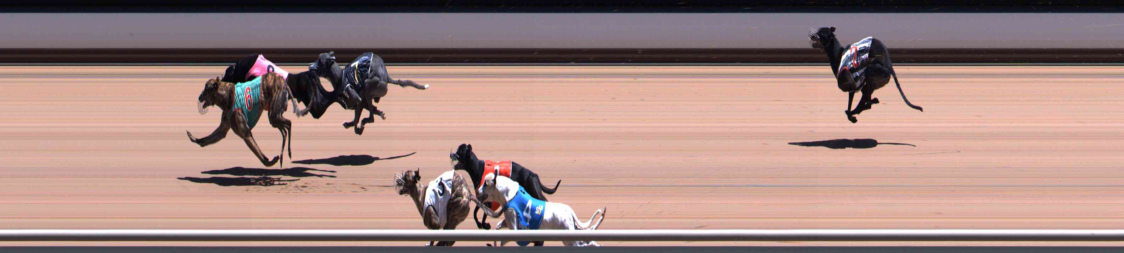 Photo finish for Healesville Race 6