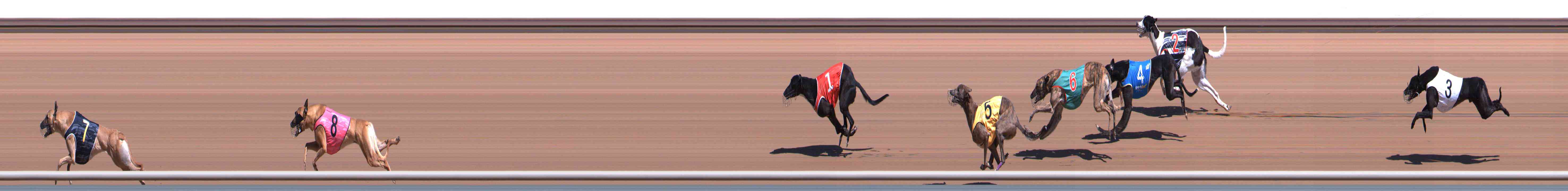 Photo finish for Healesville Race 2