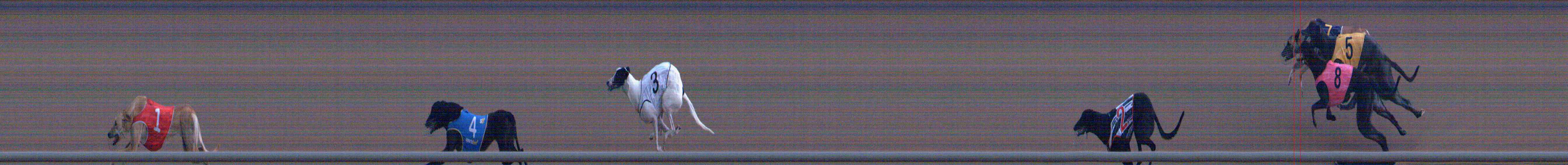 Photo finish for Healesville Race 2