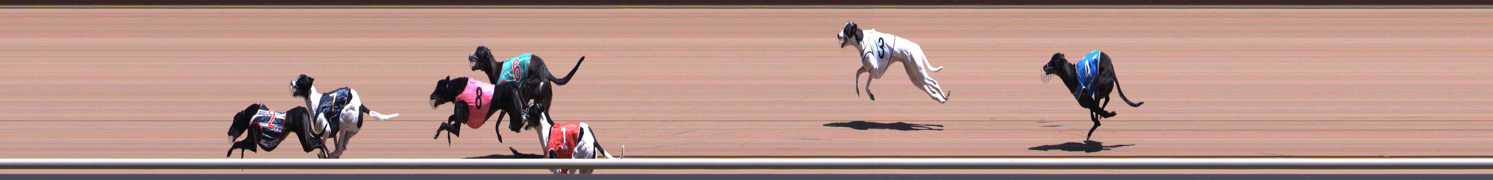 Photo finish for Healesville Race 5