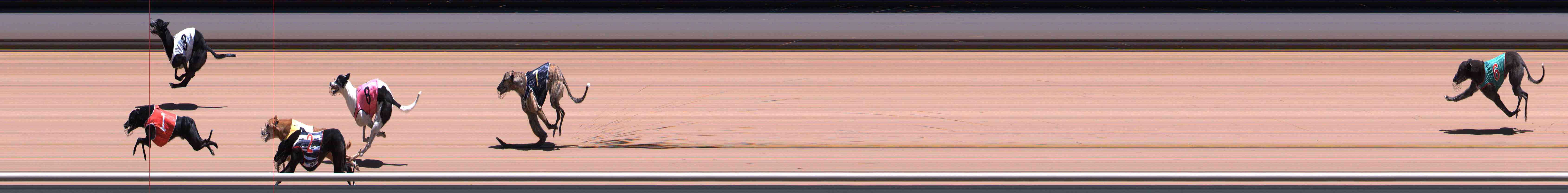 Photo finish for Healesville Race 6