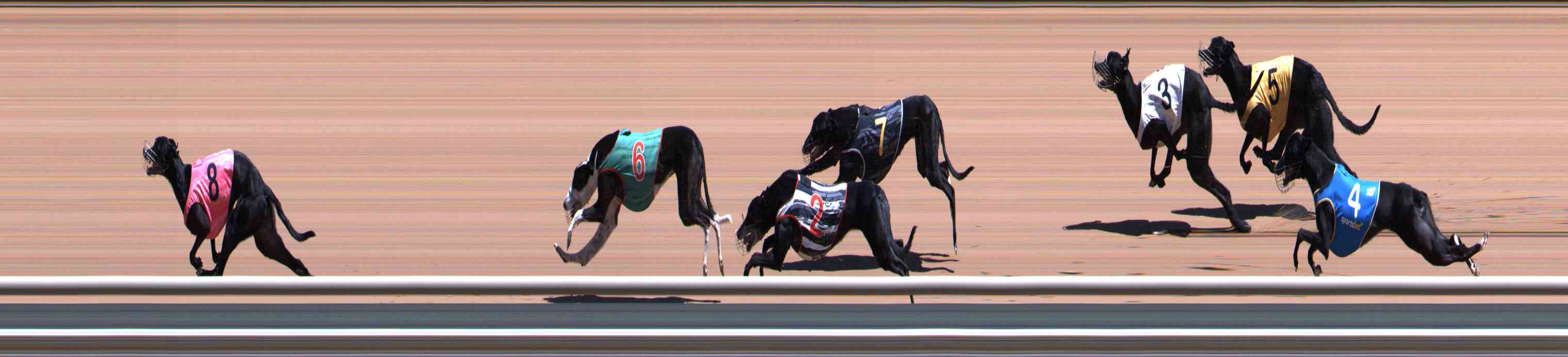Photo finish for Healesville Race 5