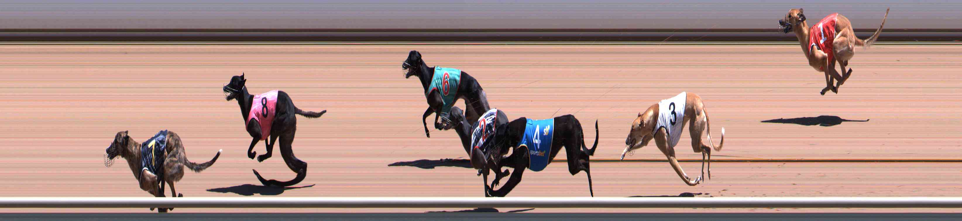 Photo finish for Healesville Race 6