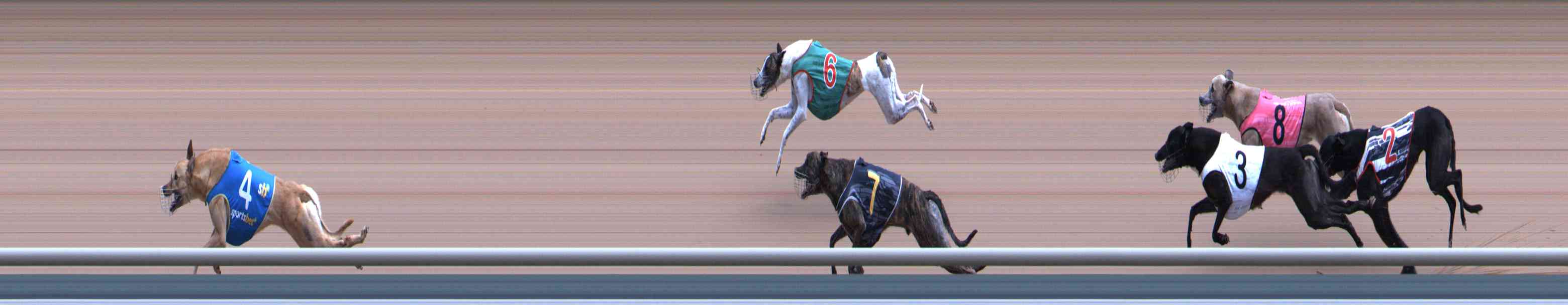 Photo finish for Healesville Race 9