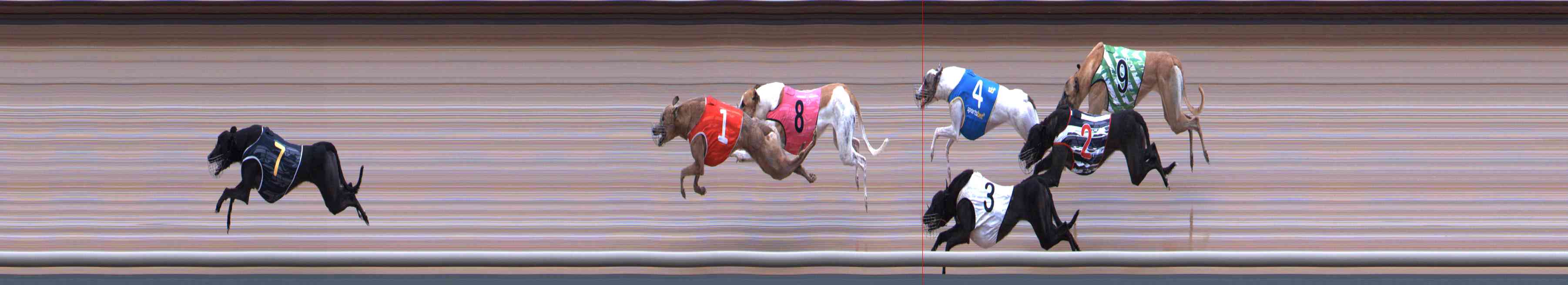 Photo finish for Healesville Race 11