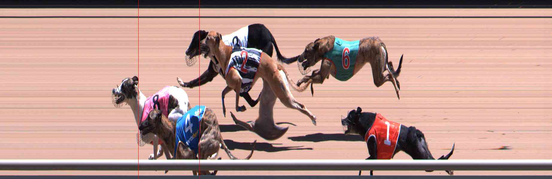 Photo finish for Healesville Race 11