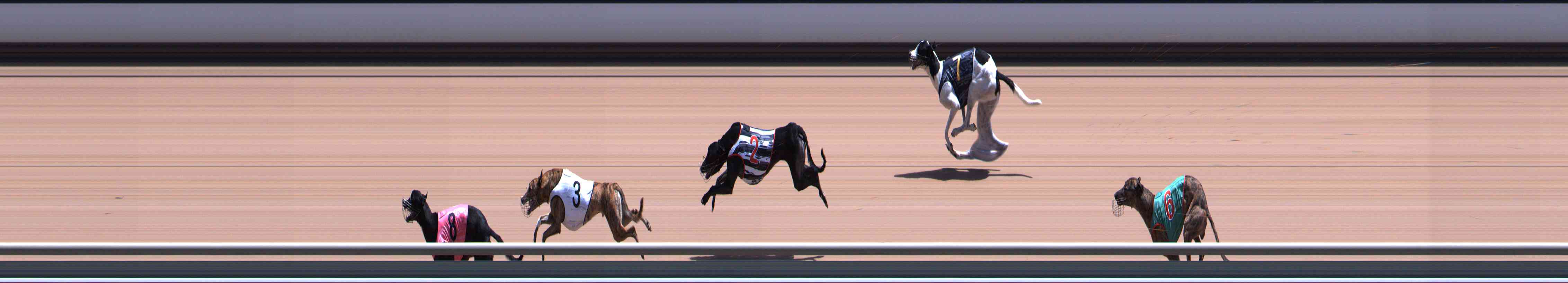 Photo finish for Healesville Race 9