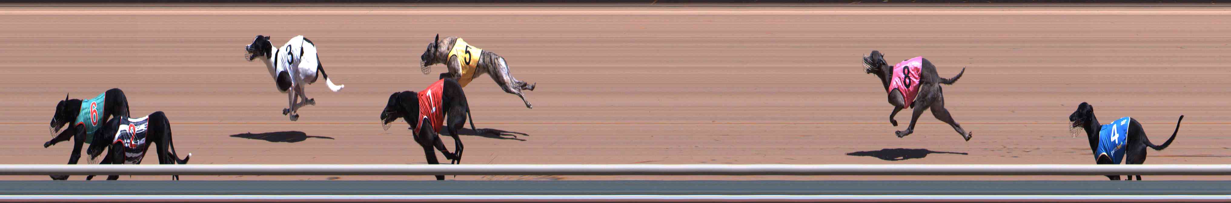 Photo finish for Healesville Race 5