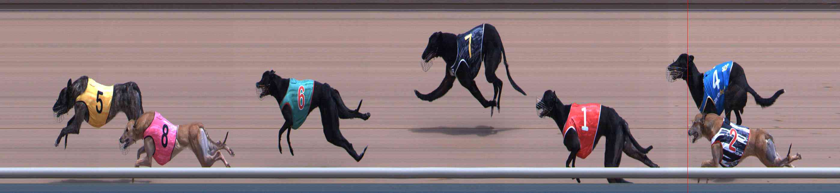 Photo finish for Healesville Race 8