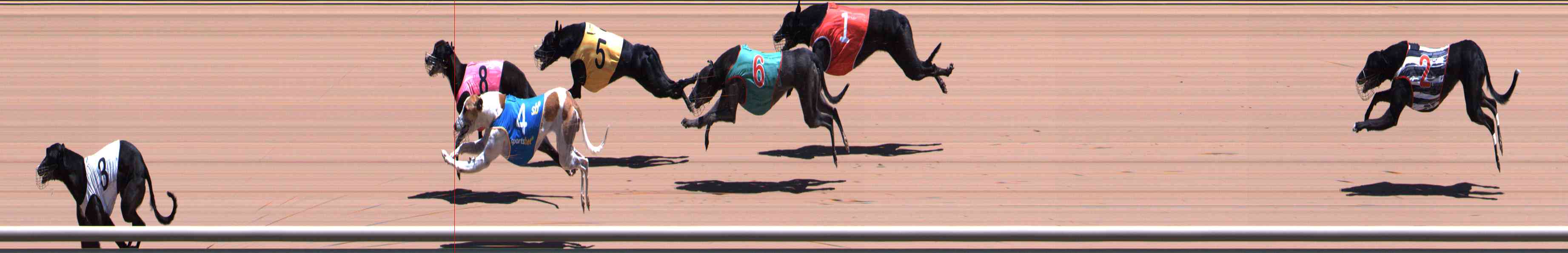Photo finish for Healesville Race 5