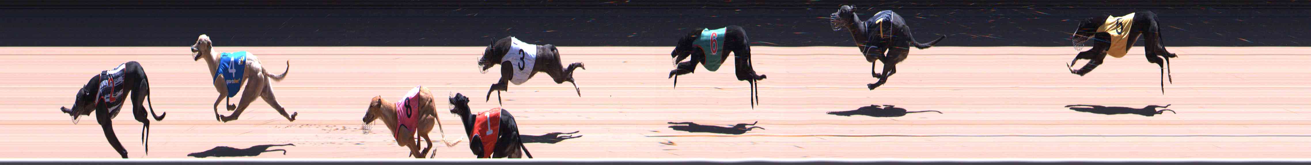 Photo finish for Healesville Race 11