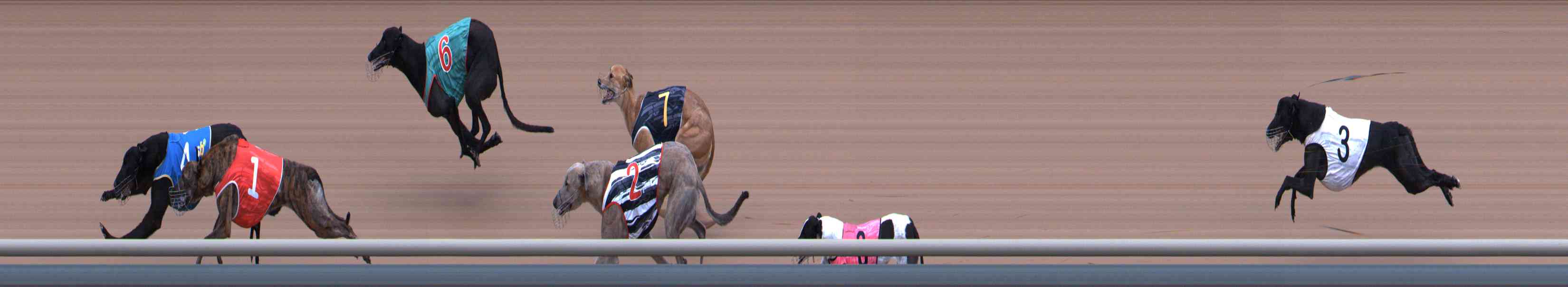 Photo finish for Healesville Race 6